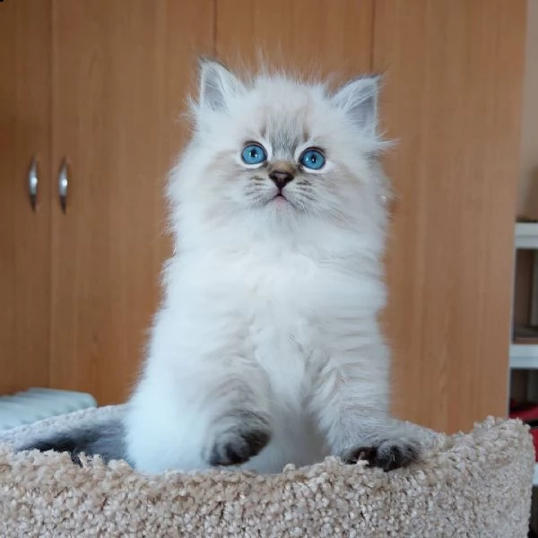 gatti siberiani