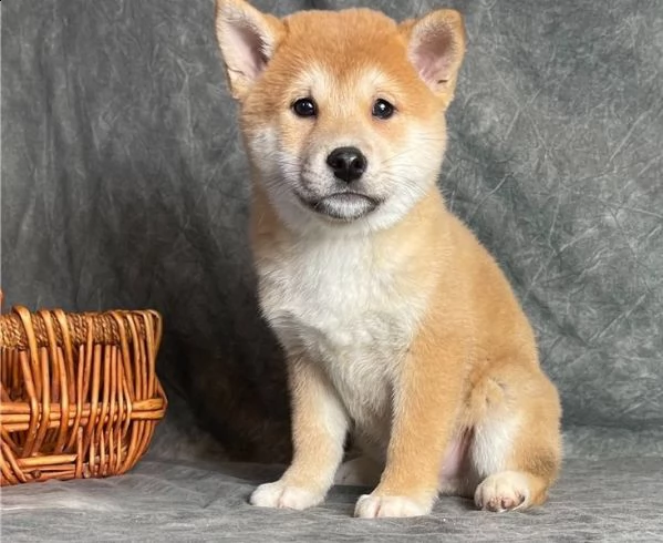 regalo due cuccioli di shiba inu per l'adozione