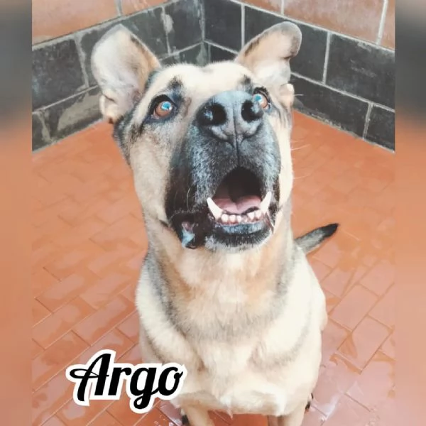  Argo, simil Pit | Foto 2