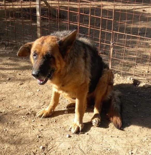 Graziella, lupacchiotta dagli occhi tristi | Foto 0