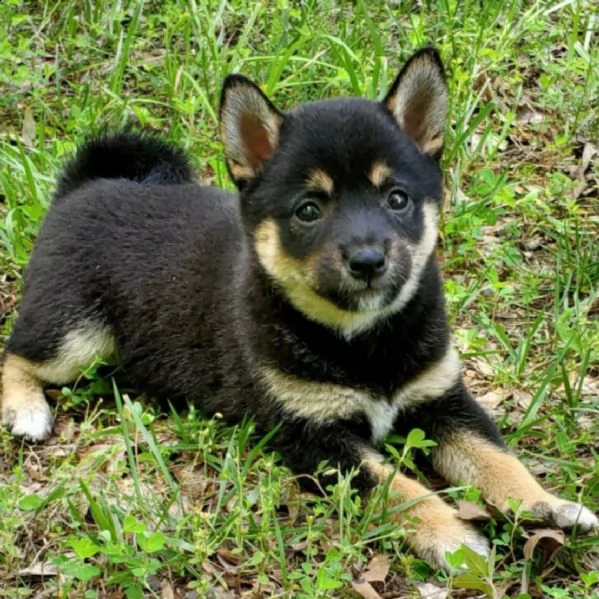 regalo due cuccioli di shiba inu per l'adozione 