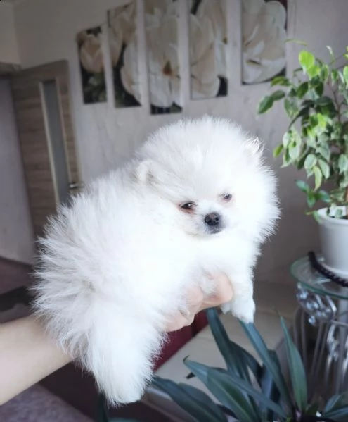 disponibili cuccioli di puro spitz pomerania | Foto 0