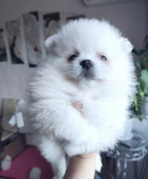 disponibili cuccioli di puro spitz pomerania