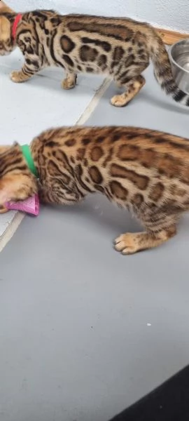 bengal kitten männlich