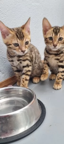 bengal kitten männlich | Foto 4