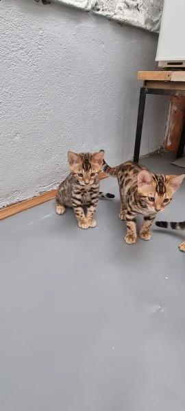 bengal kitten männlich | Foto 2