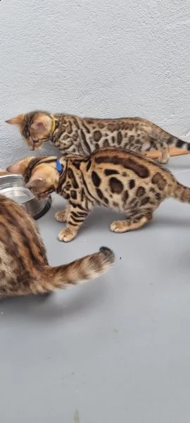 bengal kitten männlich | Foto 1