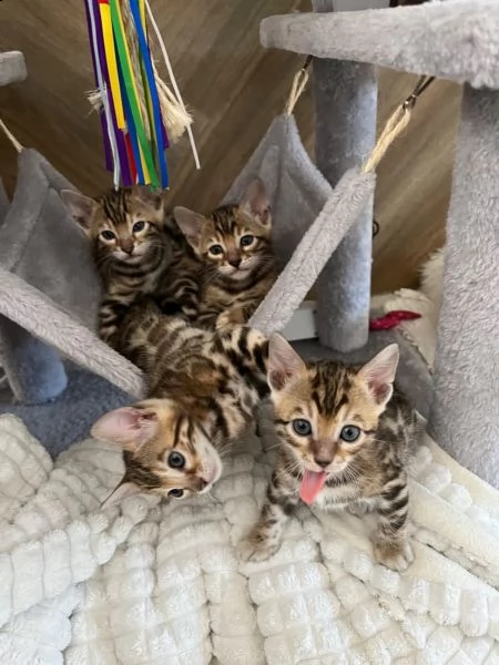 bengal kitten männlich | Foto 0