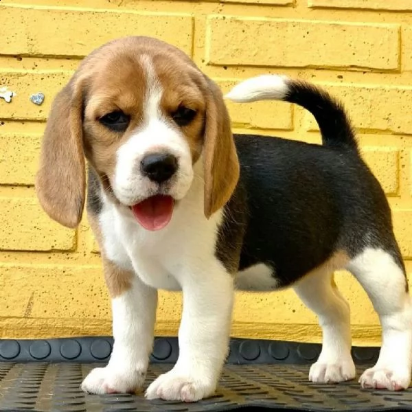 regalo beagle cuccioli meravigliosi ! 