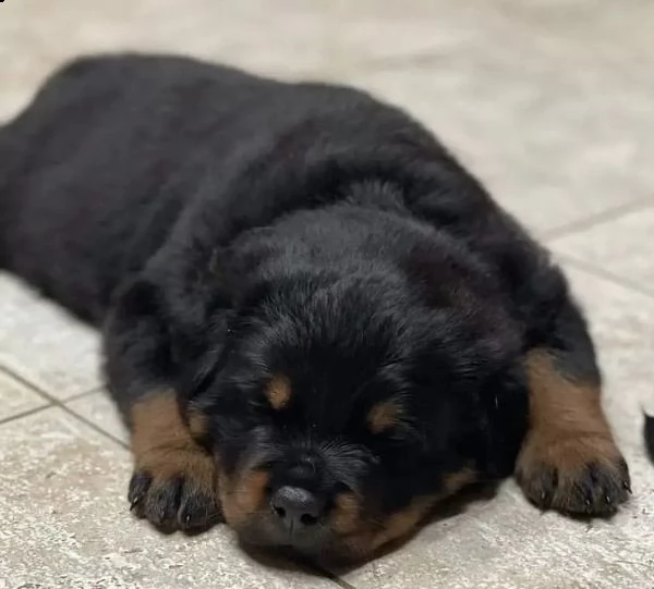 regalo rottweiler  cuccioli con pedigree