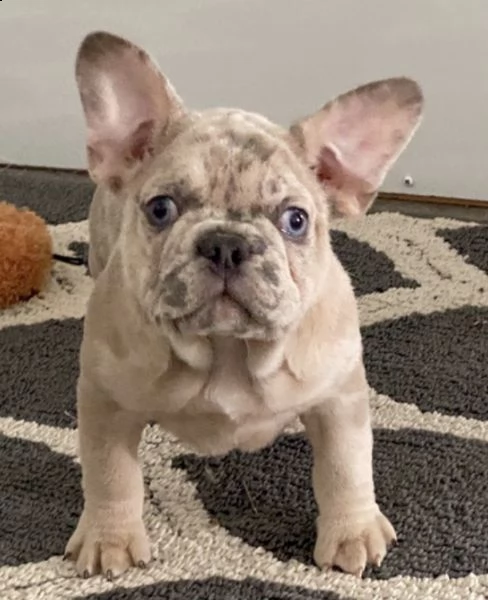 cuccioli di bulldog francese per l'adozione (due)