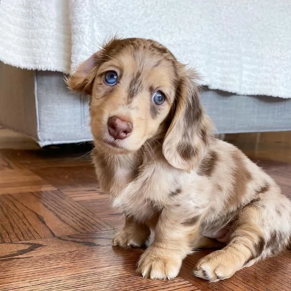 regalo adorabili cuccioli  bassotto femminucce e maschietti