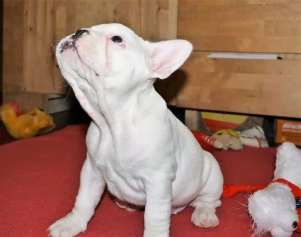 vendo bellissimi cuccioli di bulldog francese di razza pura | Foto 2