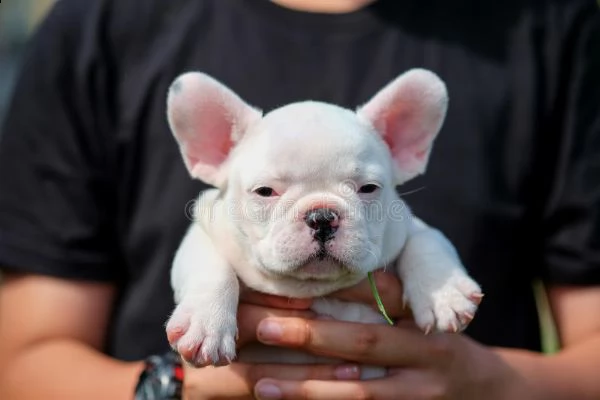 vendo bellissimi cuccioli di bulldog francese di razza pura | Foto 1