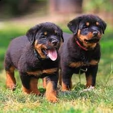 vendo cuccioli di rottweiler