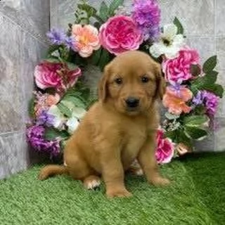 cuccioli di golden retriever