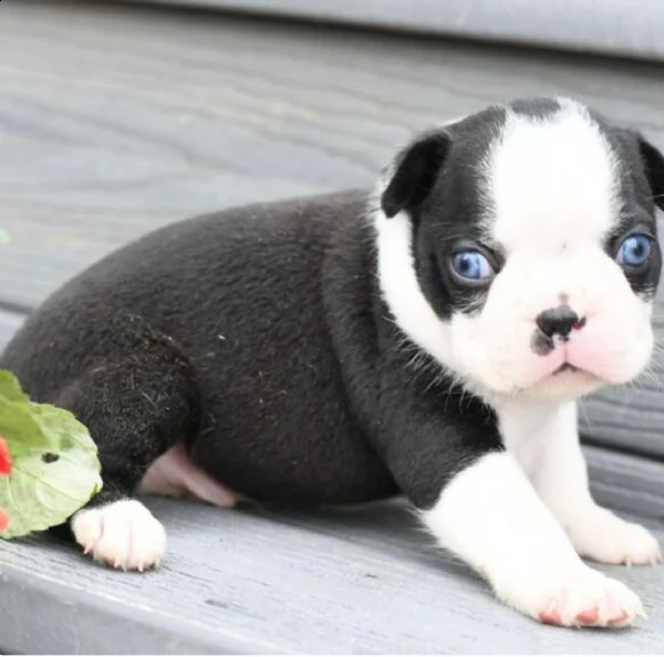 adorabili cuccioli  boston terrier  femminucce e maschietti disponibili 