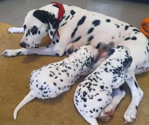 cuccioli di dalmata  femminucce e maschietti disponibili 