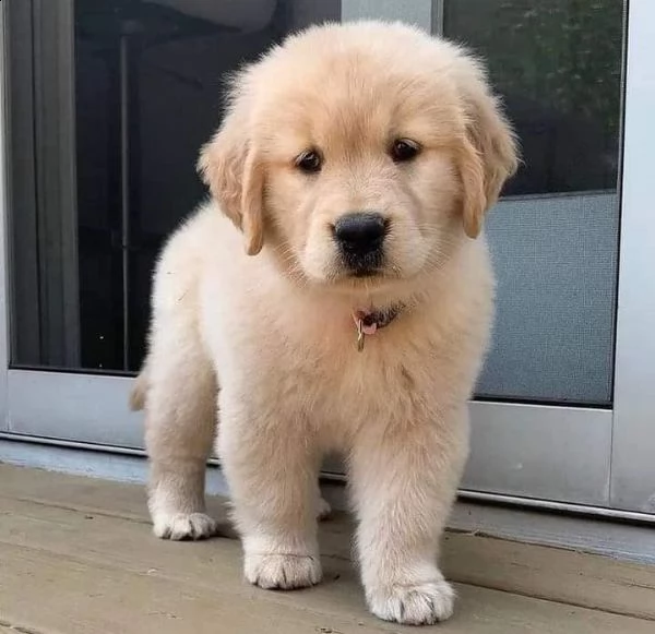 meravigliosi cuccioli di golden retriever