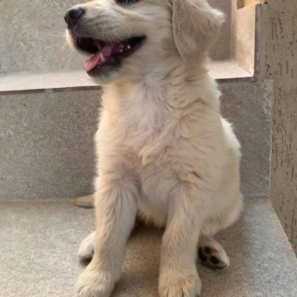 due cuccioli maschietti di golden retriever | Foto 0