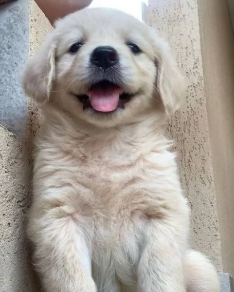 due cuccioli maschietti di golden retriever