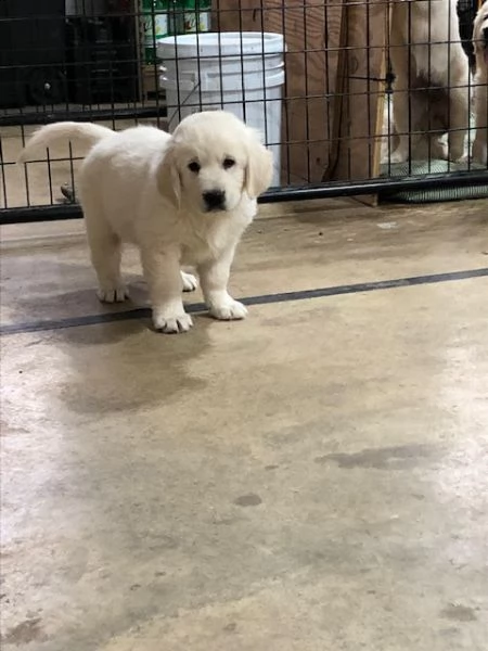 cuccioli di golden retriever!!!! | Foto 0