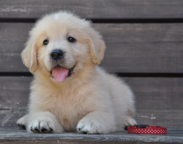 due cuccioli maschietti di golden retriever!!!