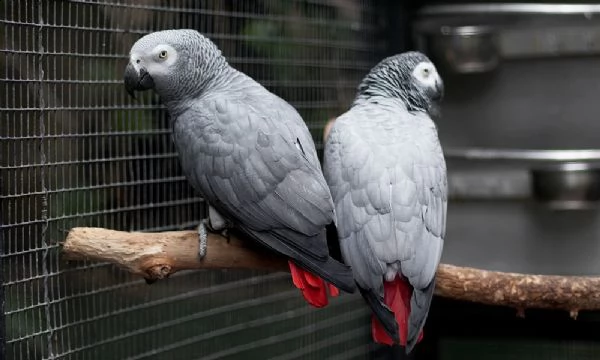 uccelli grigi africani allevati a mano