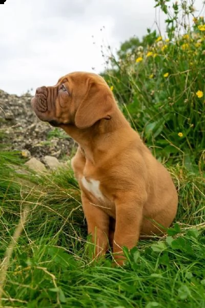 regalo bellissimi maschi e femmine dogue de bordeaux cuccioli 