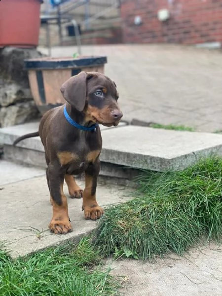 regalo adorabili cuccioli  dobermann