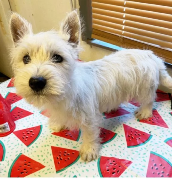 regalo adorabili cuccioli  west highland terrier bianco  femminucce e maschietti  gratuita