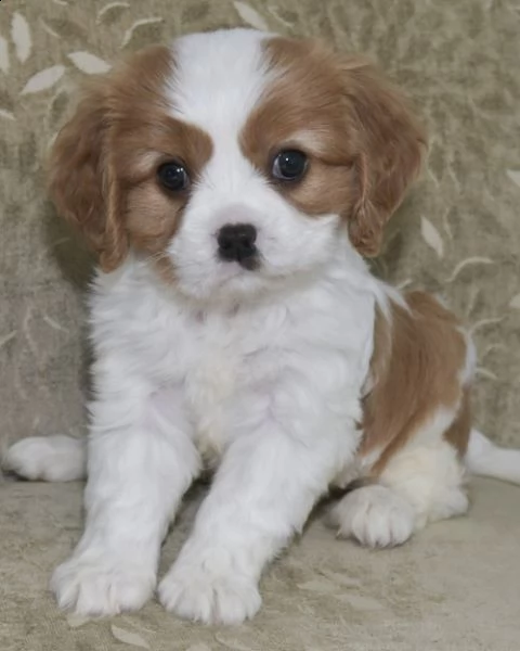 cuccioli di cavalier king  femminucce e maschietti per l'adozione gratuita