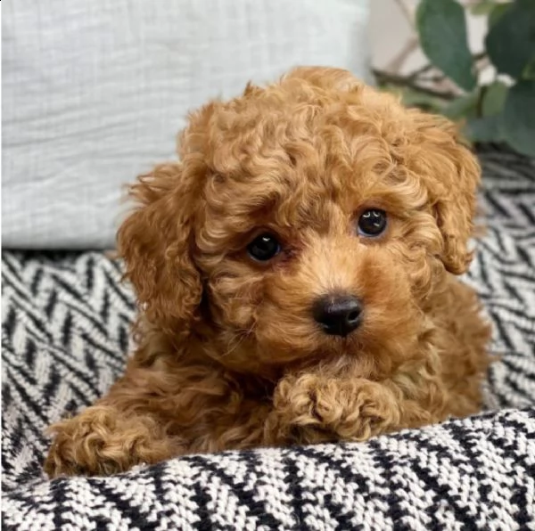 cuccioli di barboncino  femminucce e maschietti disponibili .