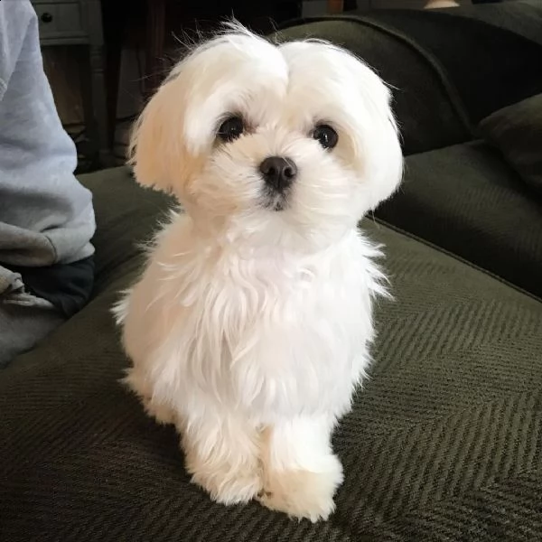 maltese toy cuccioli