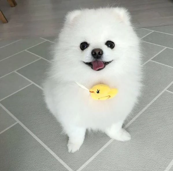  regalo cuccioli di volpino di pomerania..