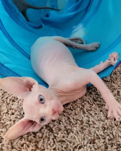 bellissima gattina di razza canadian sphynx