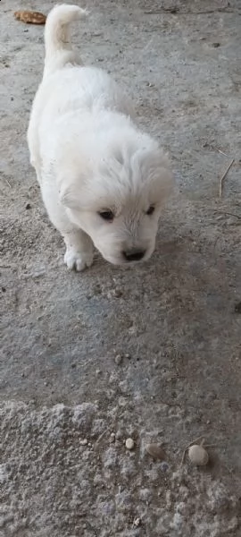 regalo cuccioli di maremmano | Foto 2