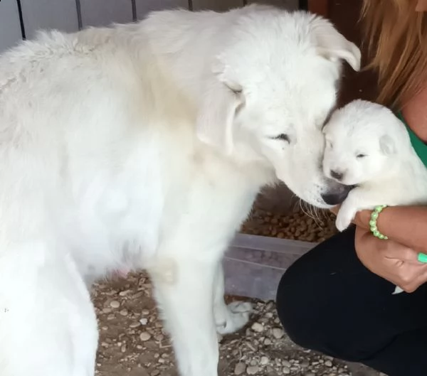 regalo cuccioli di maremmano | Foto 1