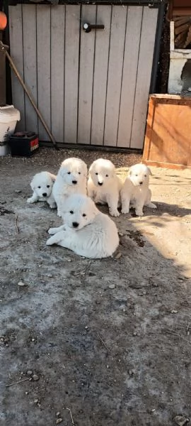 regalo cuccioli di maremmano