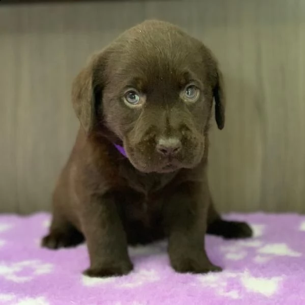 simpatici cuccioli di labrador retriever in adozione