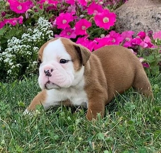 cuccioli bulldog inglese adozione | Foto 2