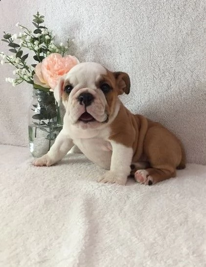 cuccioli bulldog inglese adozione | Foto 1