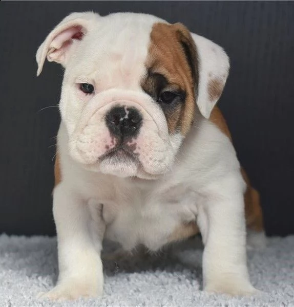 cuccioli bulldog inglese adozione | Foto 0