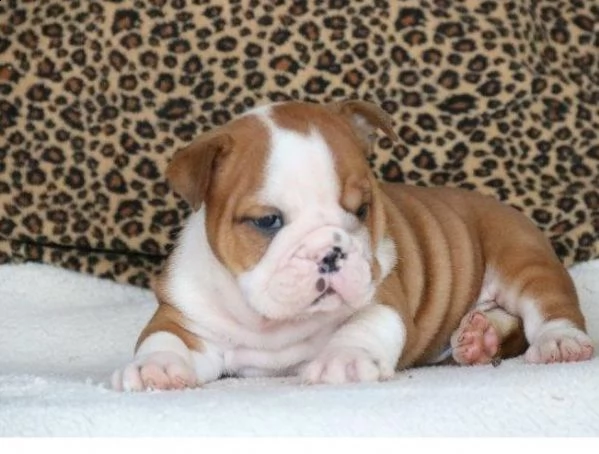 cuccioli bulldog inglese adozione