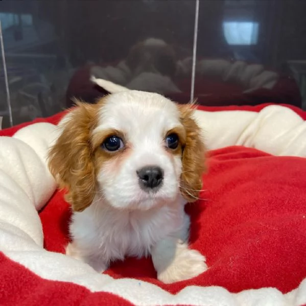 cuccioli di cavalier king charles spaniel per l'adozione | Foto 0