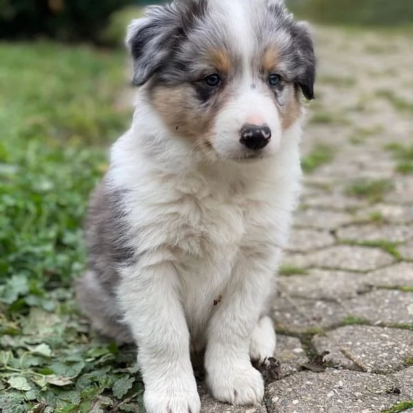 regalo adorabili cuccioli pastore australiano femminucce e maschietti