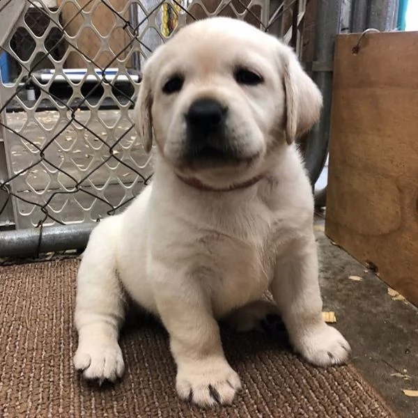 simpatici cuccioli di labrador retriever in adozione | Foto 0