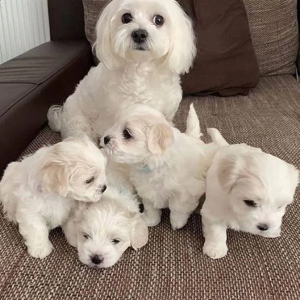 cuccioli di razza mini maltese