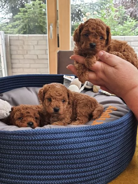 bellissimi cuccioli di barboncino da tè