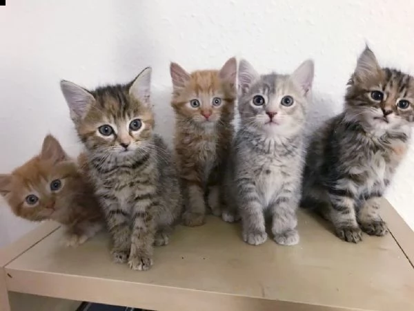 bellissimo maine coon x gattino